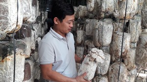 Hà Tĩnh: Bỏ việc về trồng nấm, vợ chồng 8X thu nhập hàng tỷ đồng mỗi năm